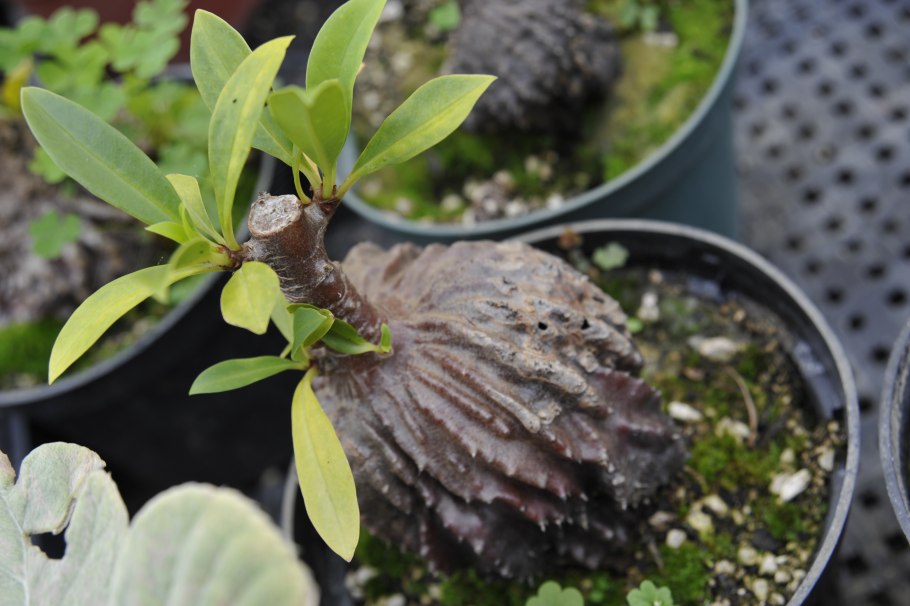 Мирмекодия корень