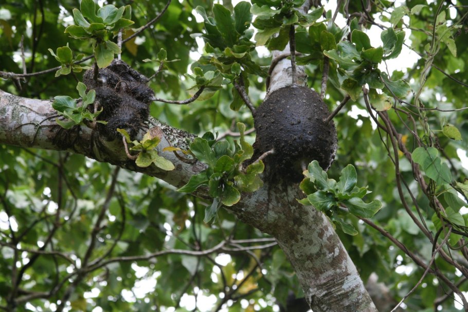 Hydnophytum moseleyanum