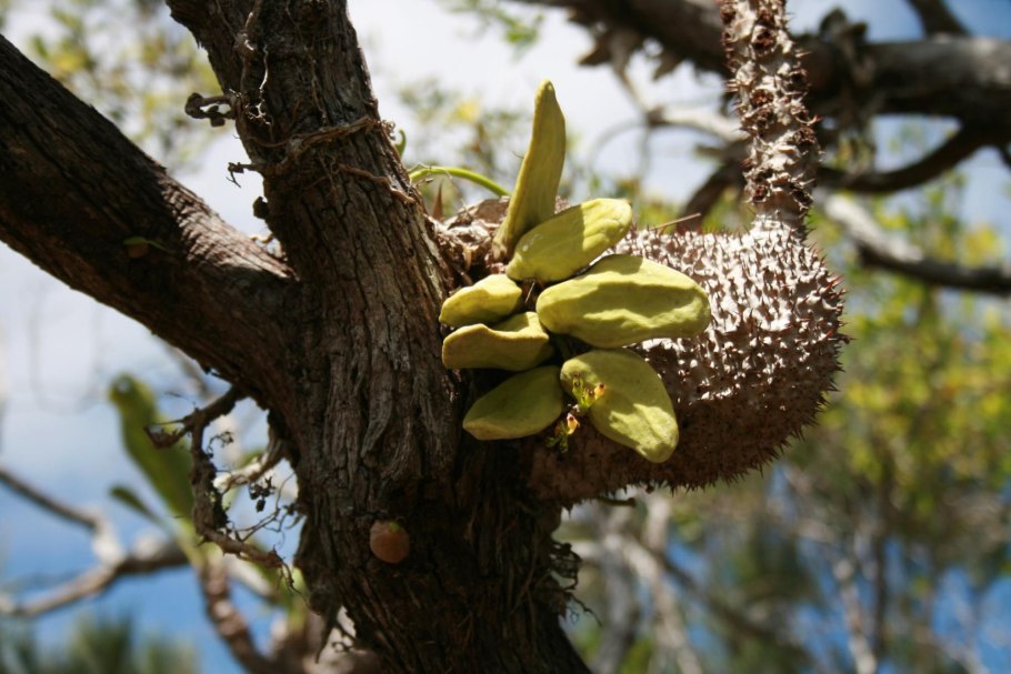 Растение мирмекодия и муравьи симбиоз