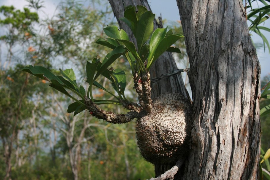 Мирмекодия пентасперма