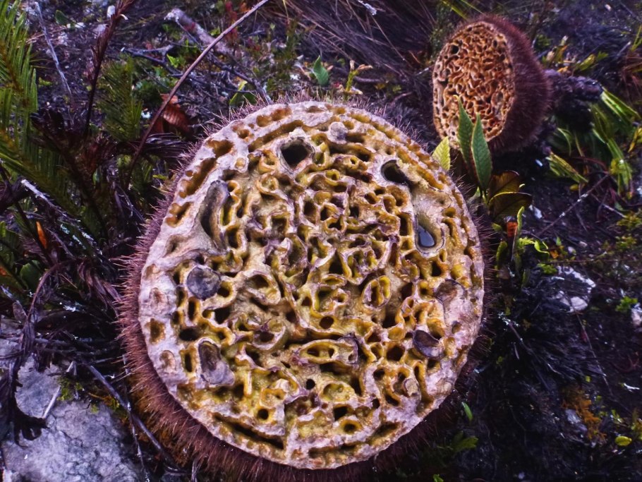 Каудекс строение рисунок