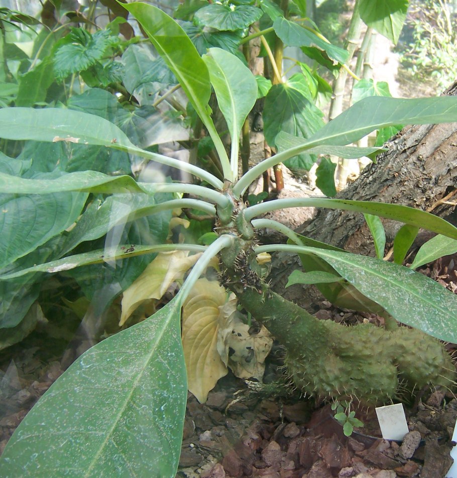 Тропическое растение мирмекодия и муравьи