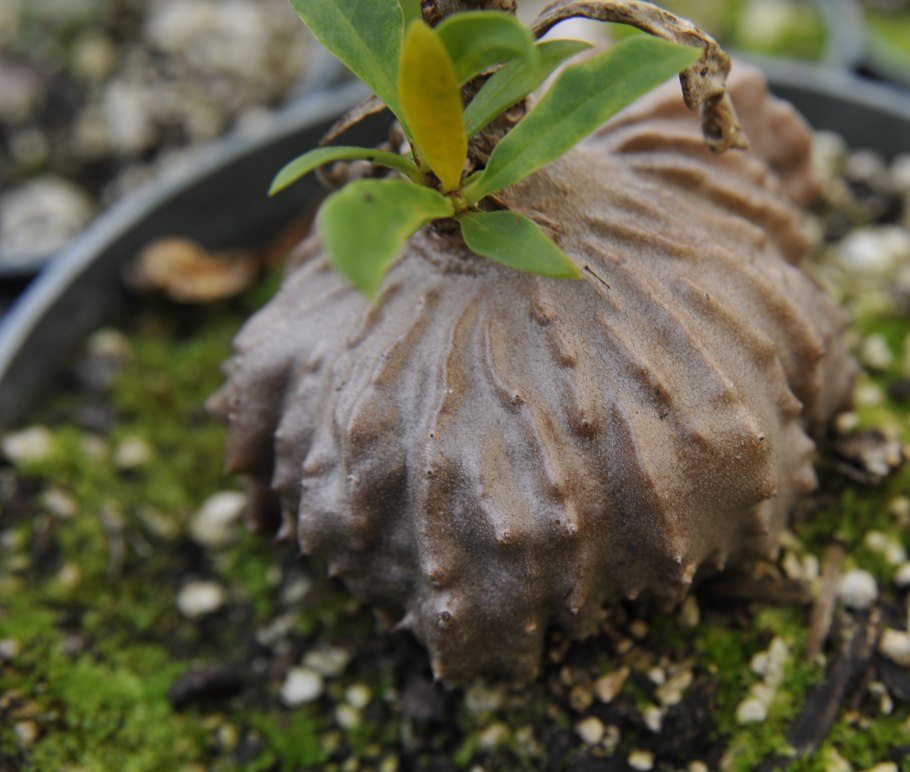 Как размножать мирмекодию