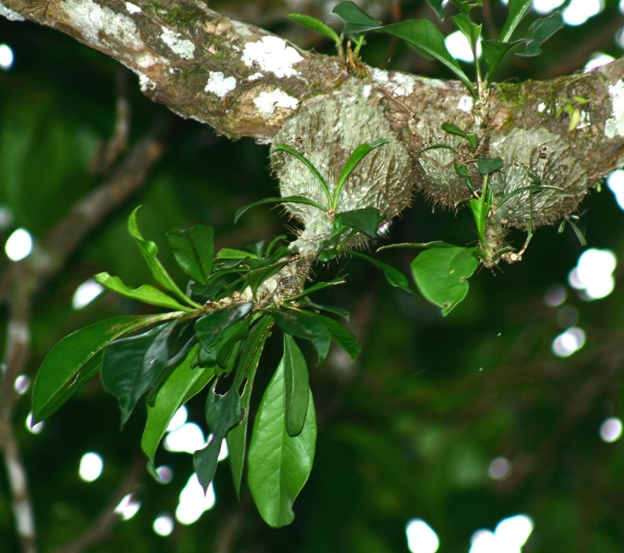 Catasetum macrocarpum