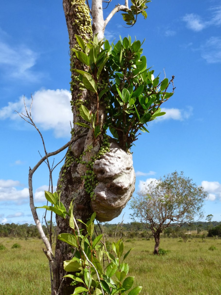Австралийские растения домашние