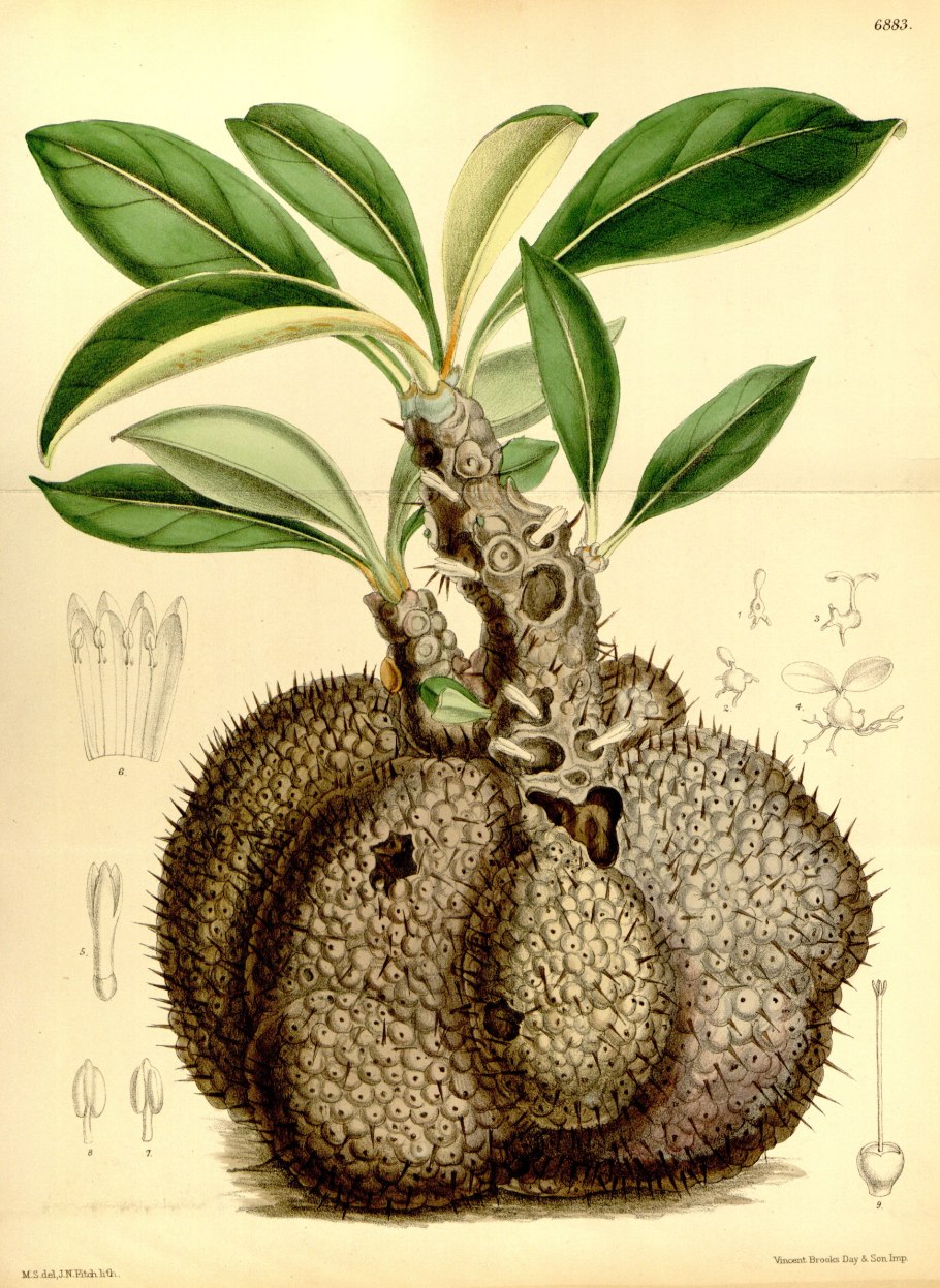 Myrmephytum Myrmephytum