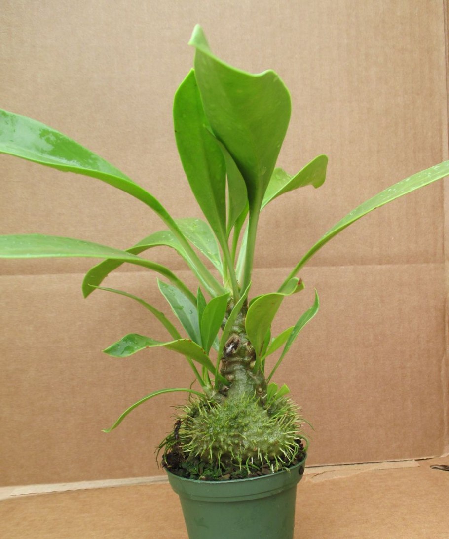 Хиднофитум папуанум