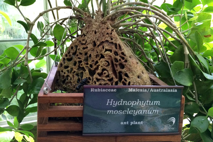 Hydnophytum moseleyanum