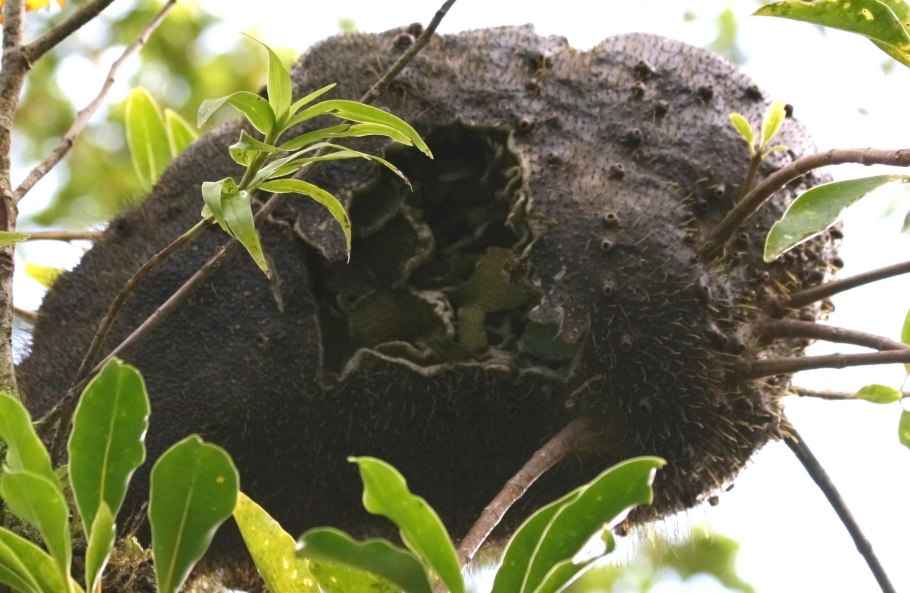 Squamellaria imberbis