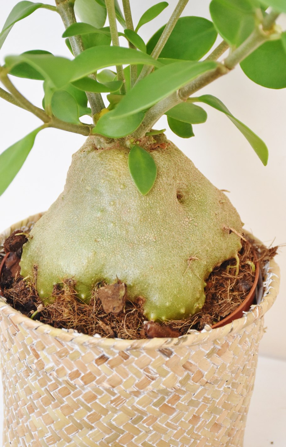 Хиднофитум papuanum