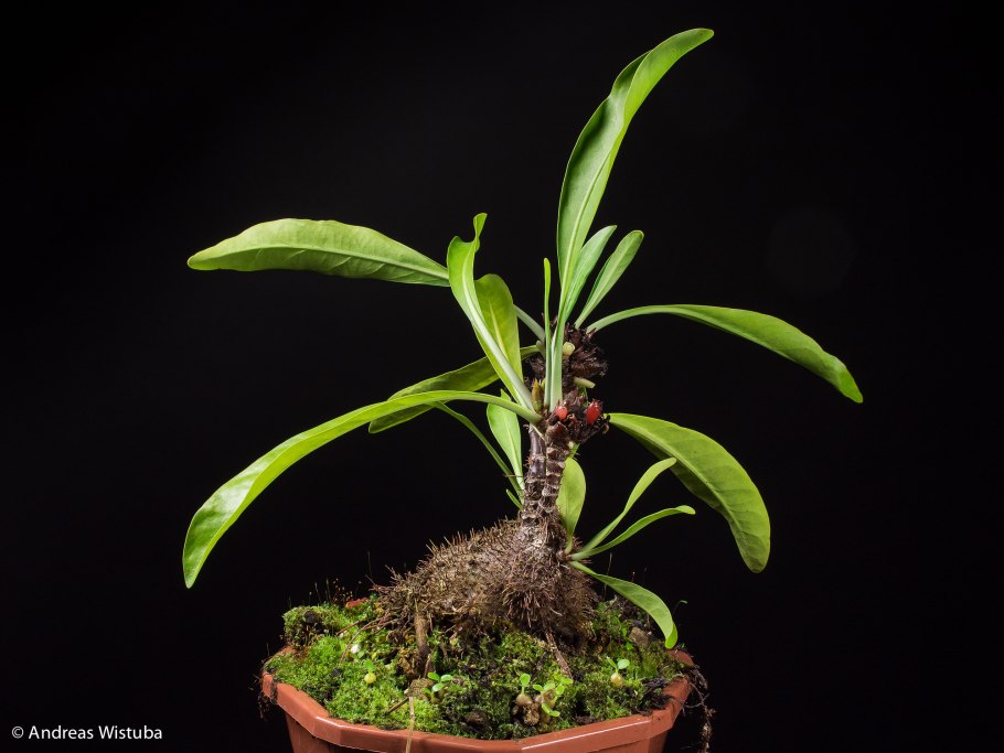 Сквамеллярия