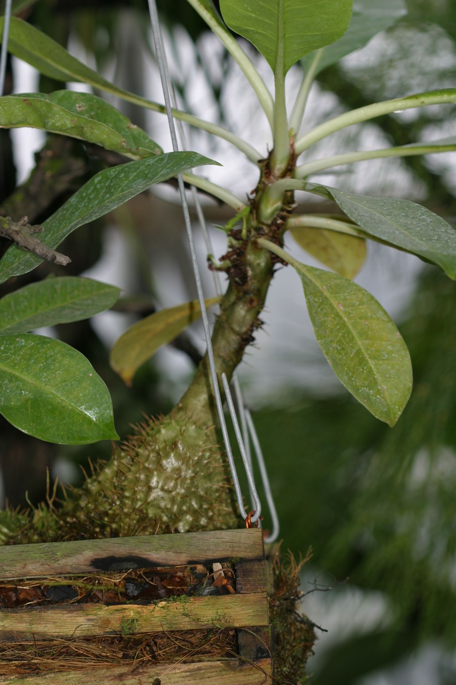 Myrmecodia pentasperma