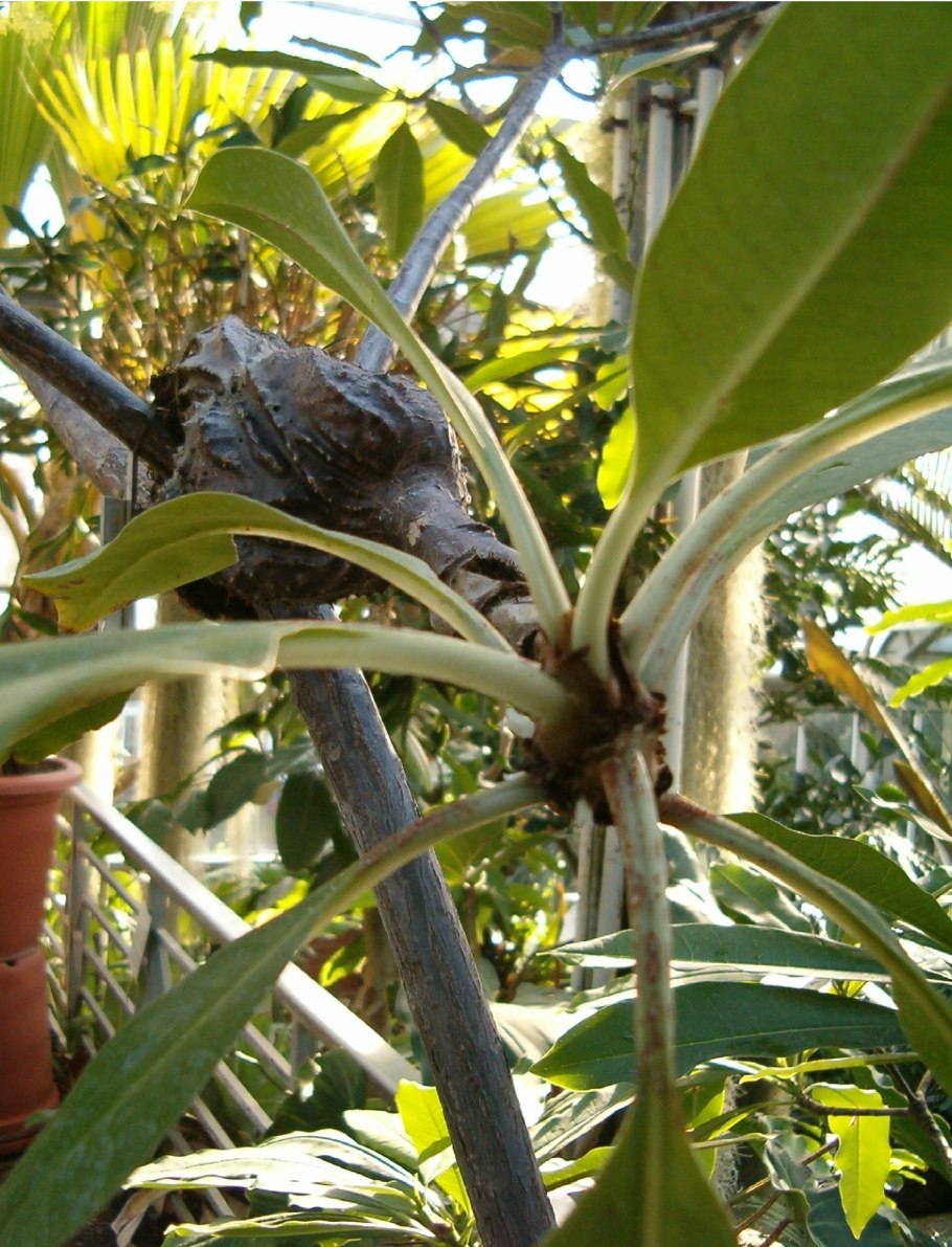 Мирмекодия растения структура