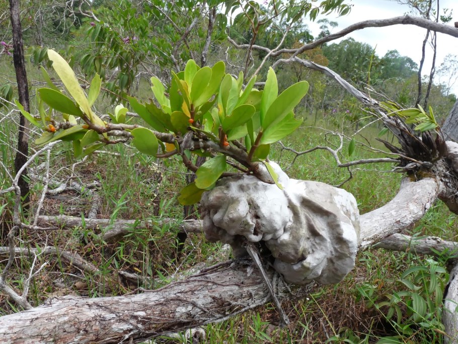 Мирмекофильные растения