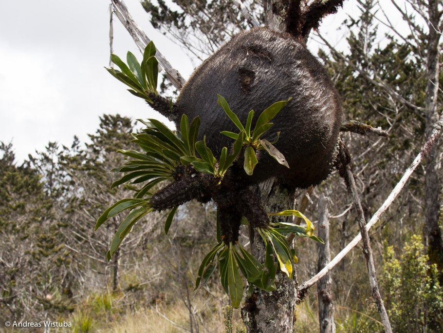Гиднофитум Папуанум