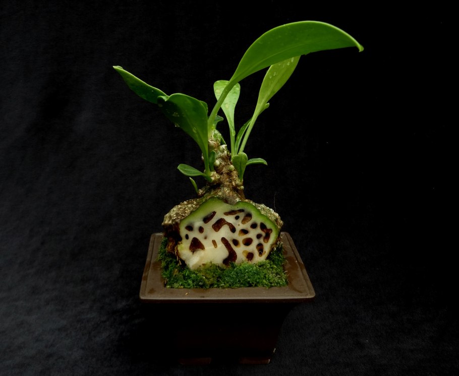 Муравейник цветок