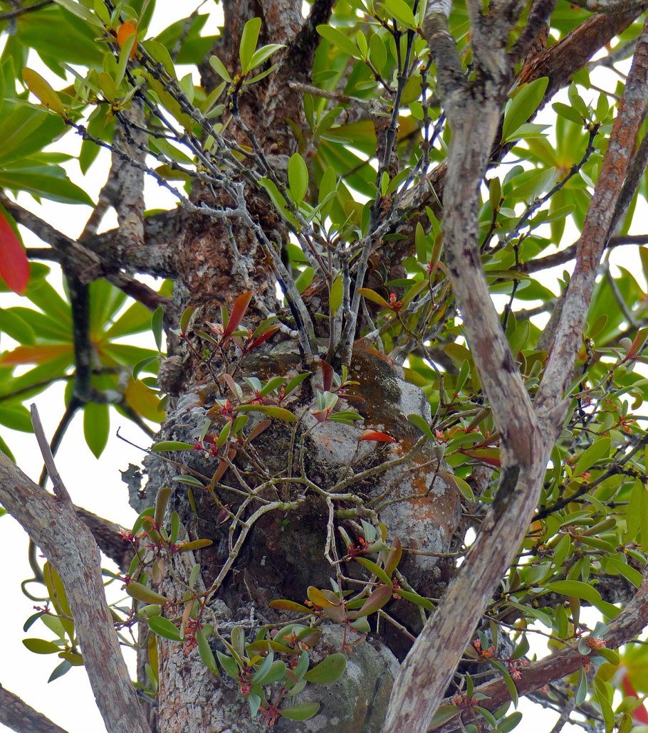 Hydnophytum papuanum