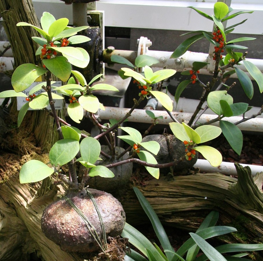 Хиднофитум papuanum