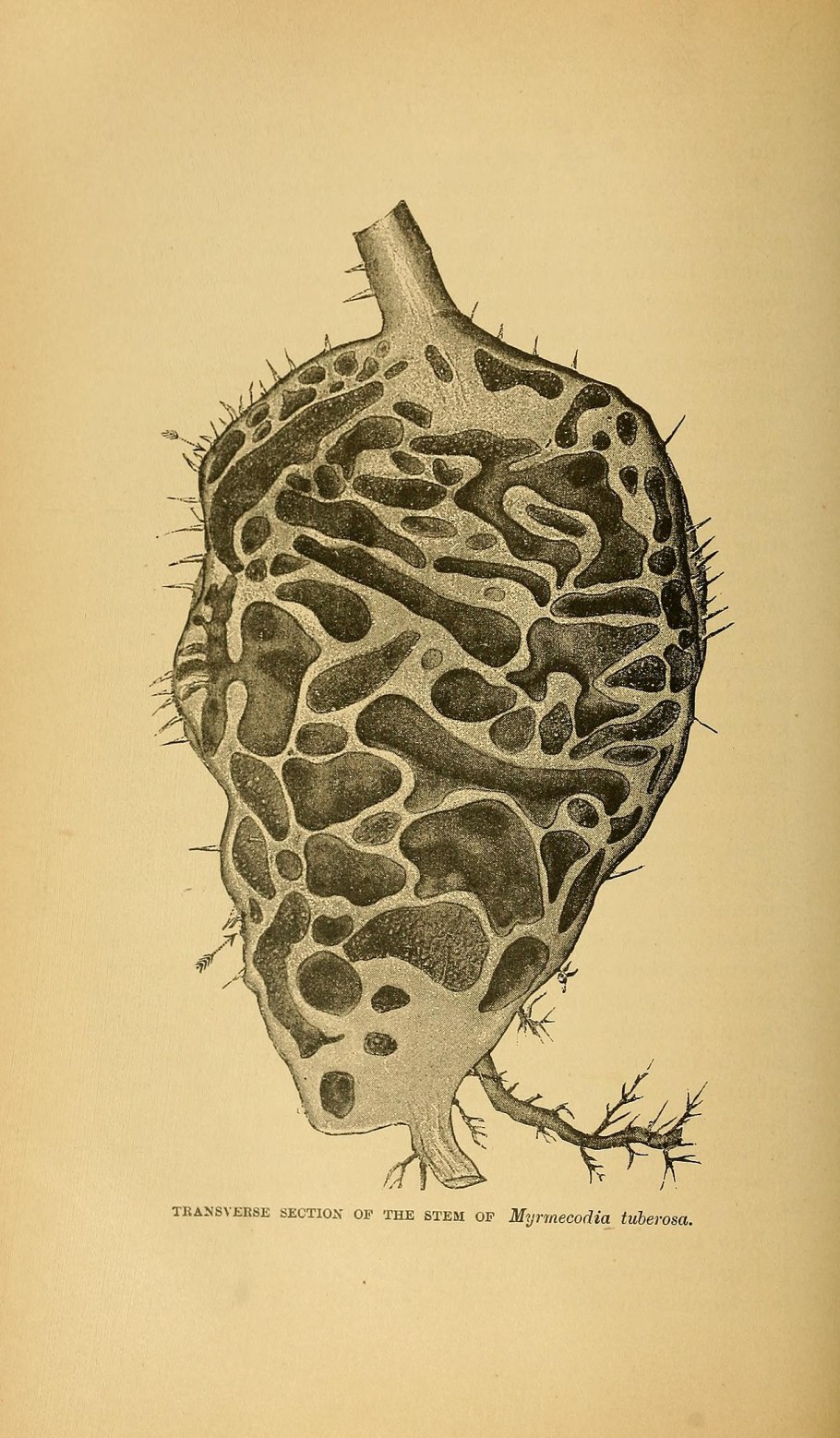 Корни колючки мирмекодия
