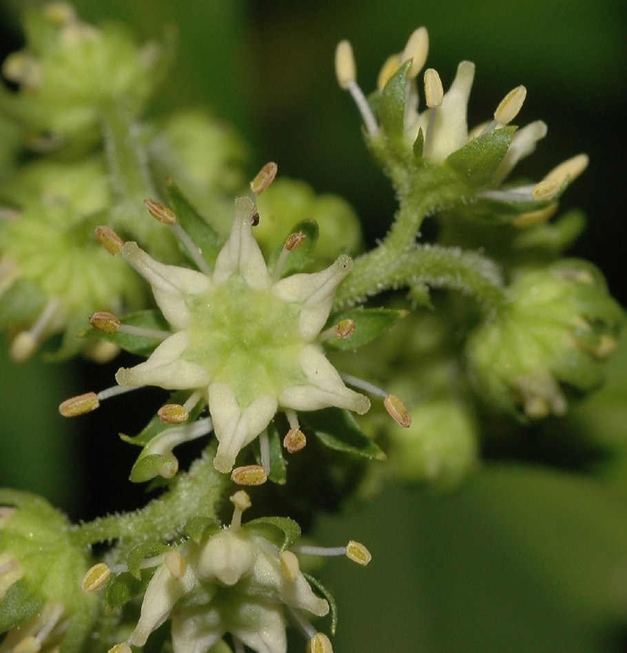 Пенторум Penthorum sedoides