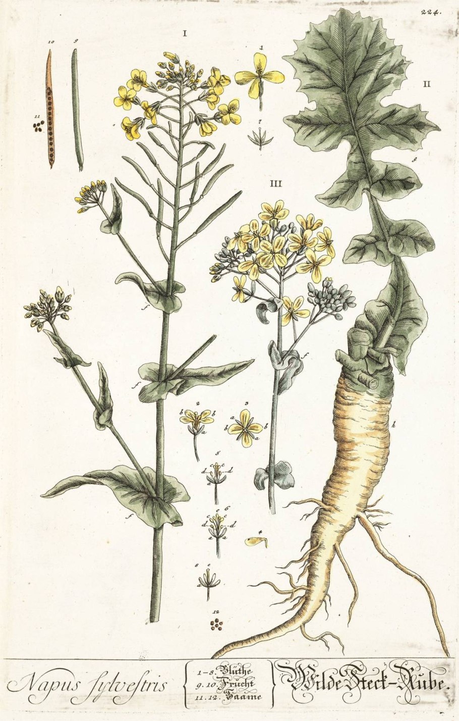 Daucus carota цветок