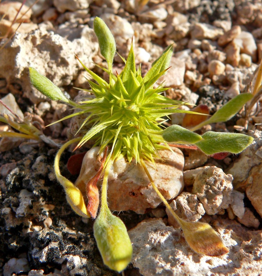 Chorizanthe brevicornu