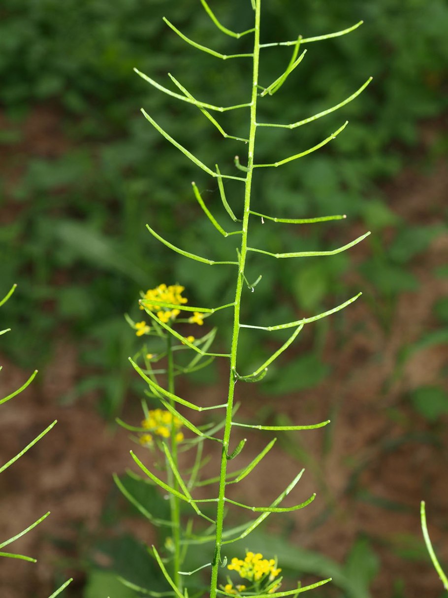 Erysimum hieracifolium