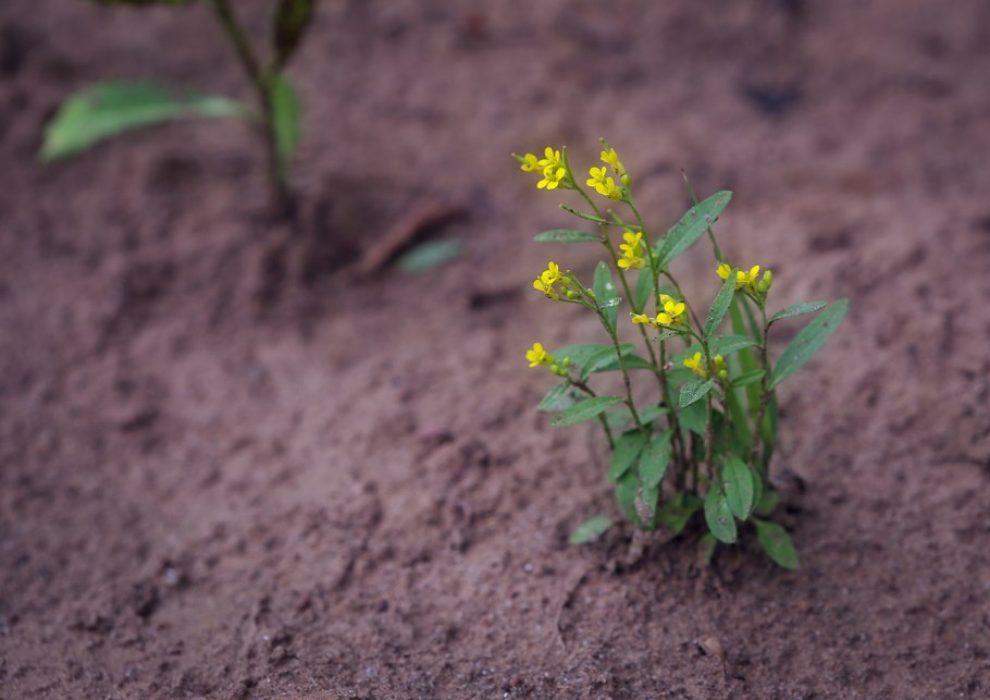 Erysimum cheiranthoides - желтушник левкойный