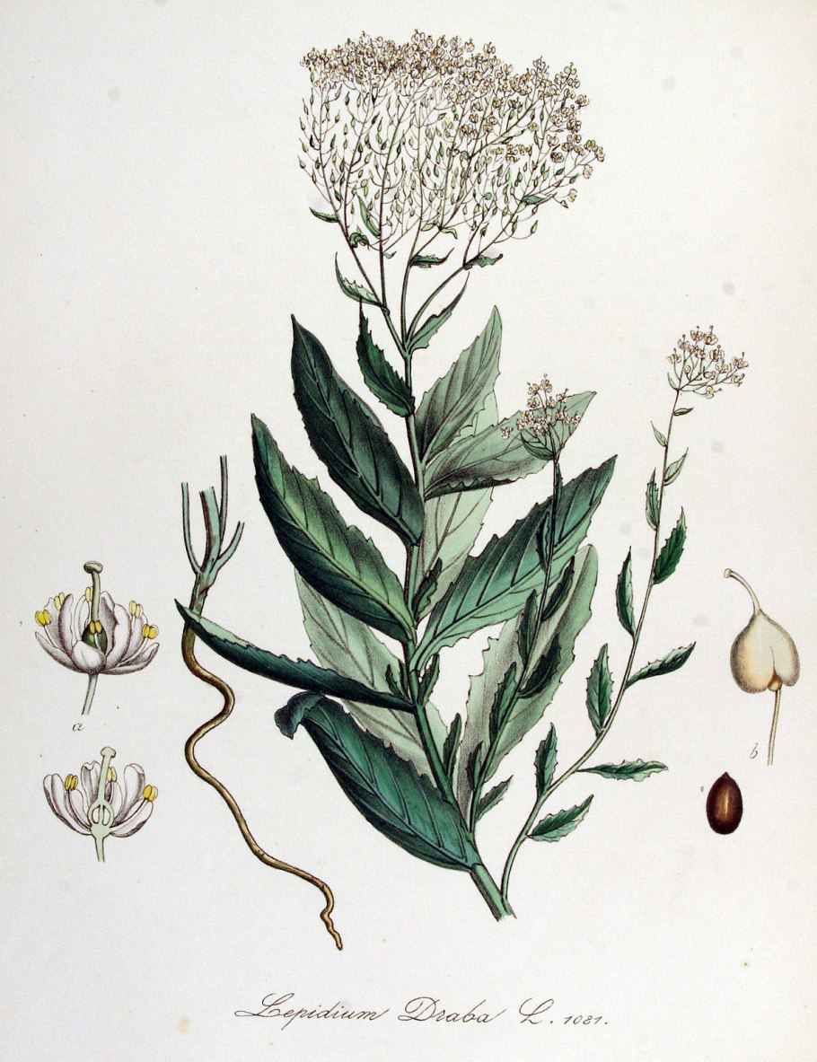 Желтушник раскидистый (серый) - Erysimum diffusum Ehrh. (Canescens Roth.)