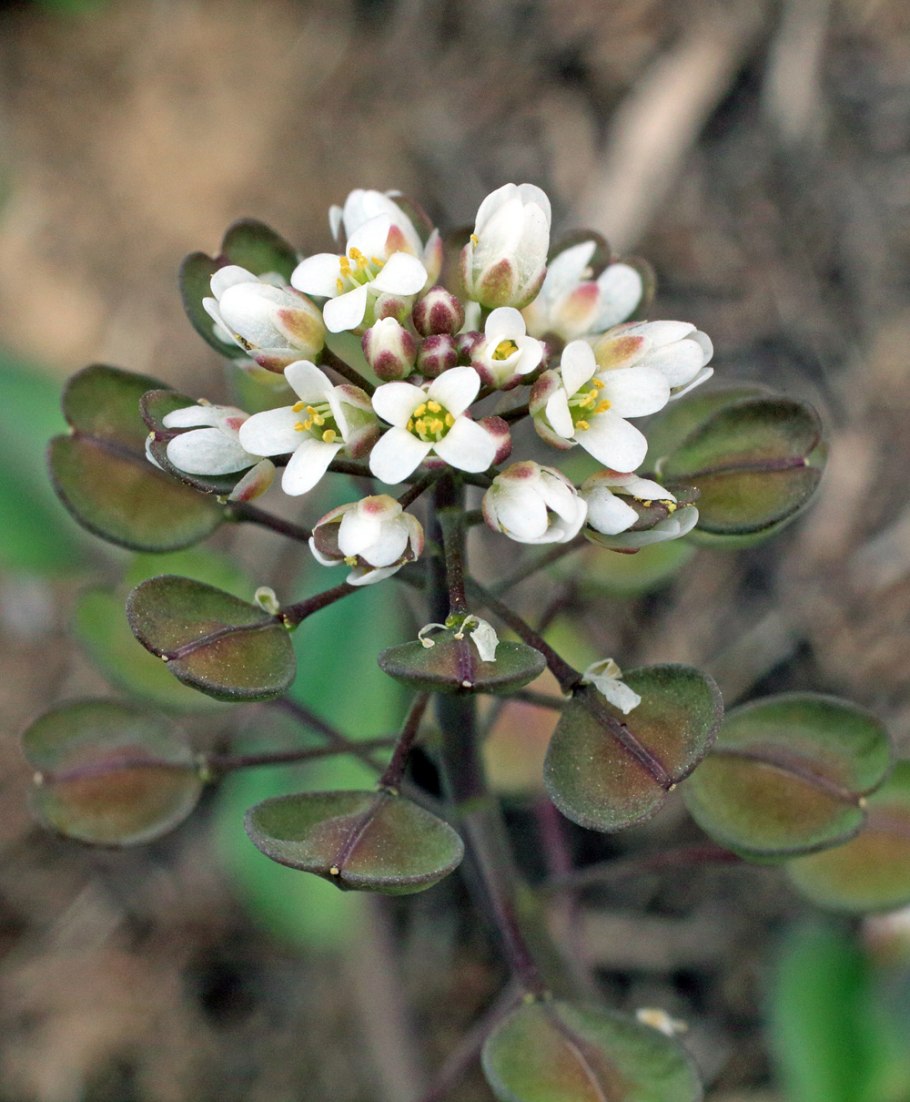 Crambe steveniana