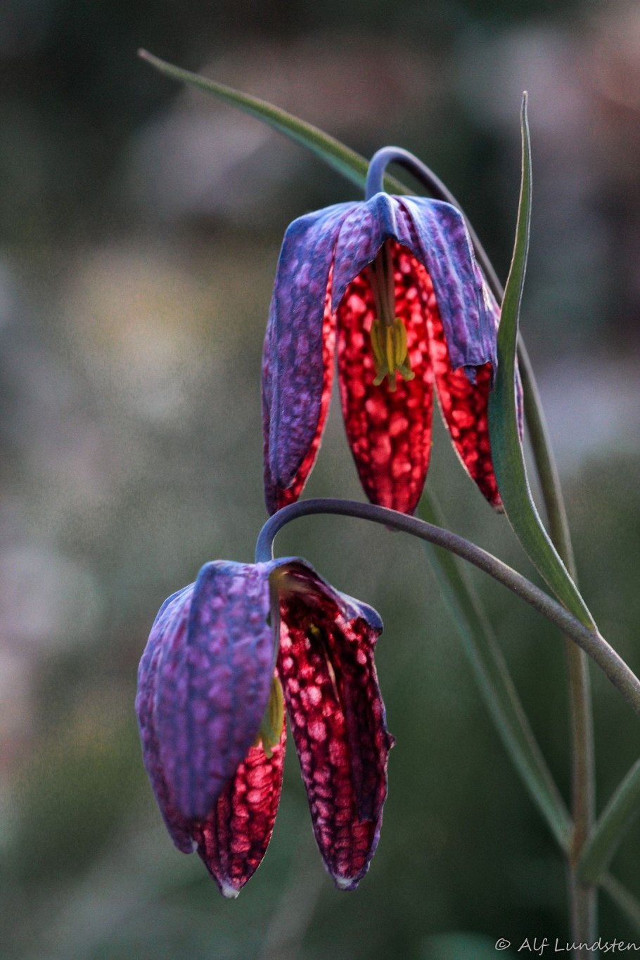 Рябчик кавказский Fritillaria Caucasica