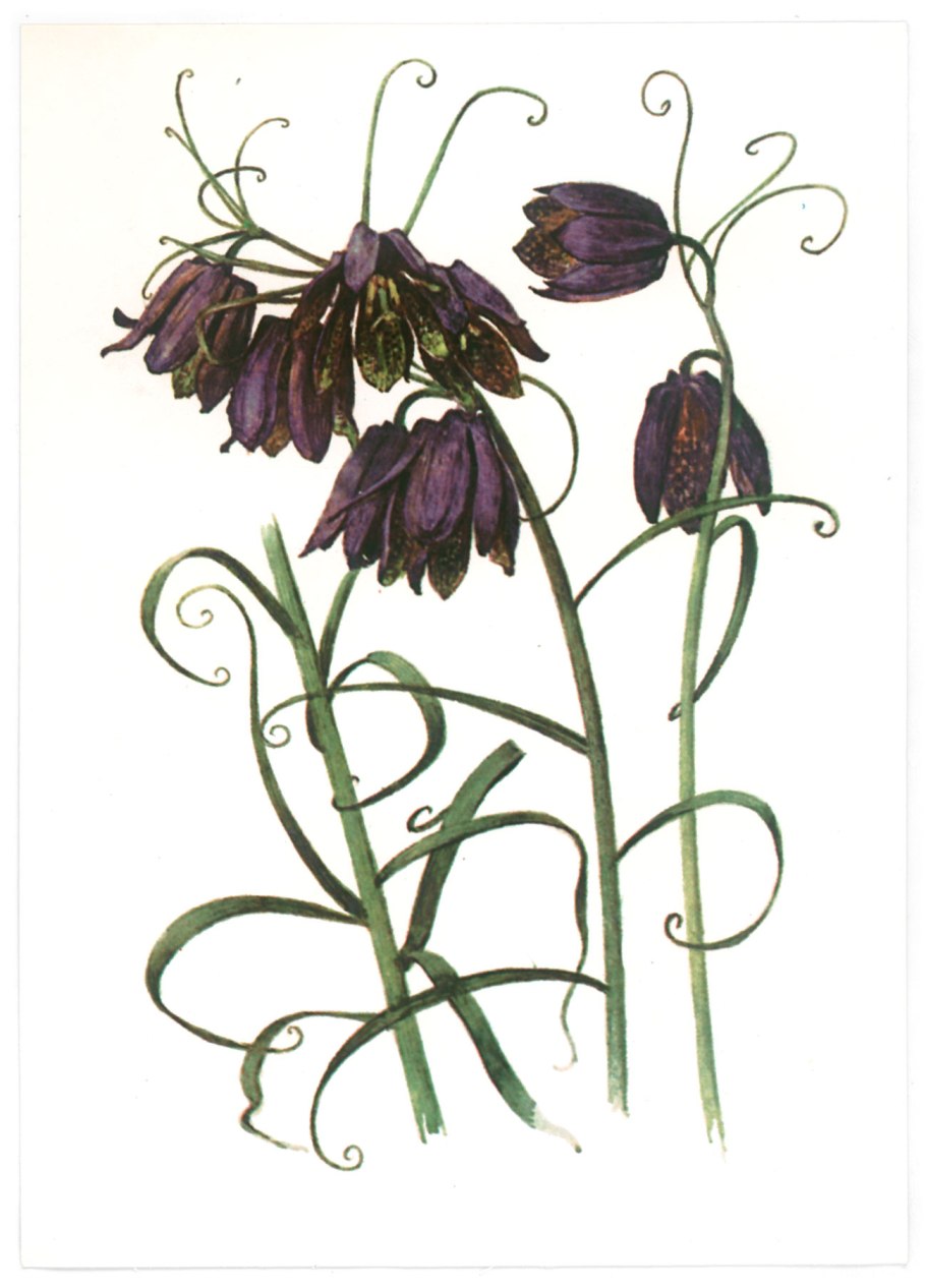 Растение рябчик шахматный