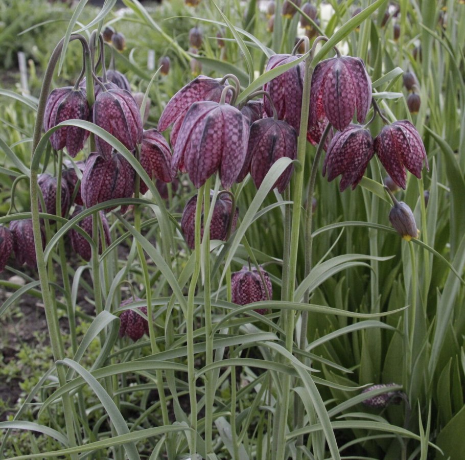 Рябчик русский Fritillaria ruthenica