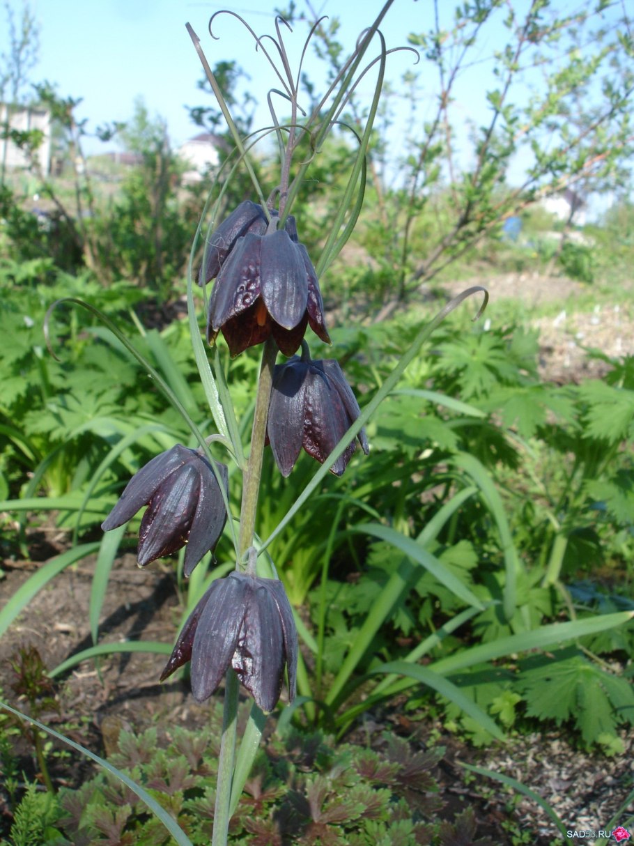 Рябчик луговой цветок