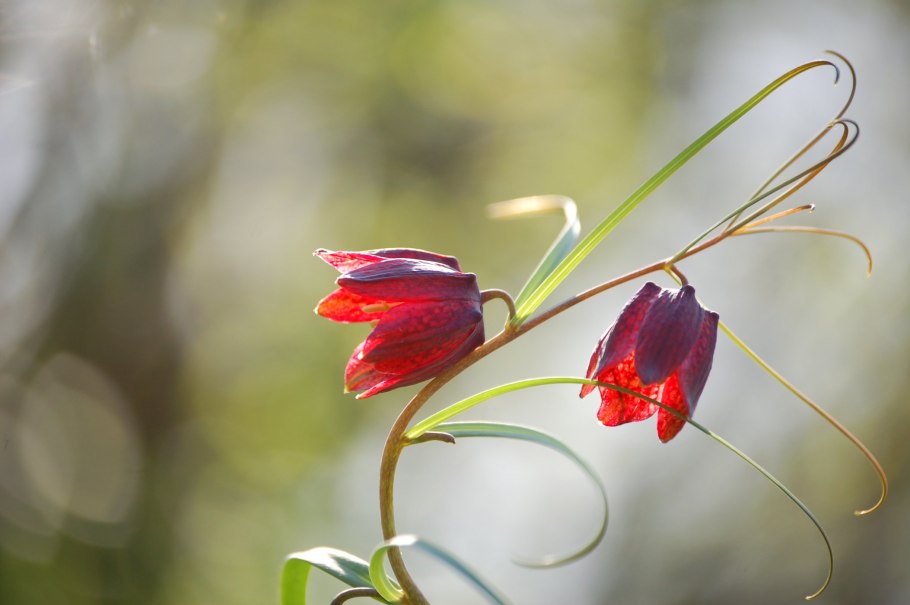 Рябчик русский красная книга