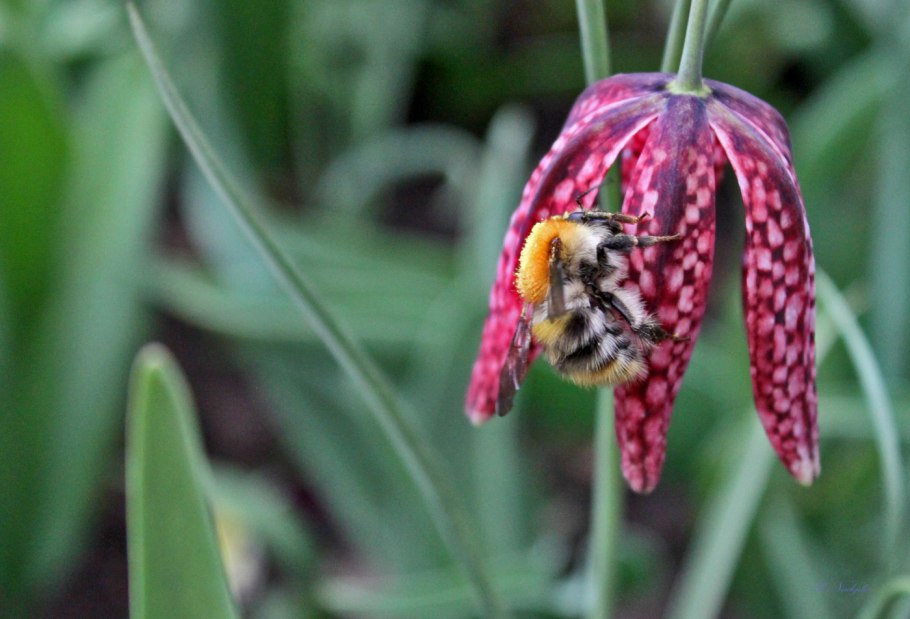 Рябчик шахматный красная книга