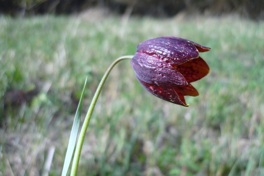 Рябчик малый (ш ахматовидный)