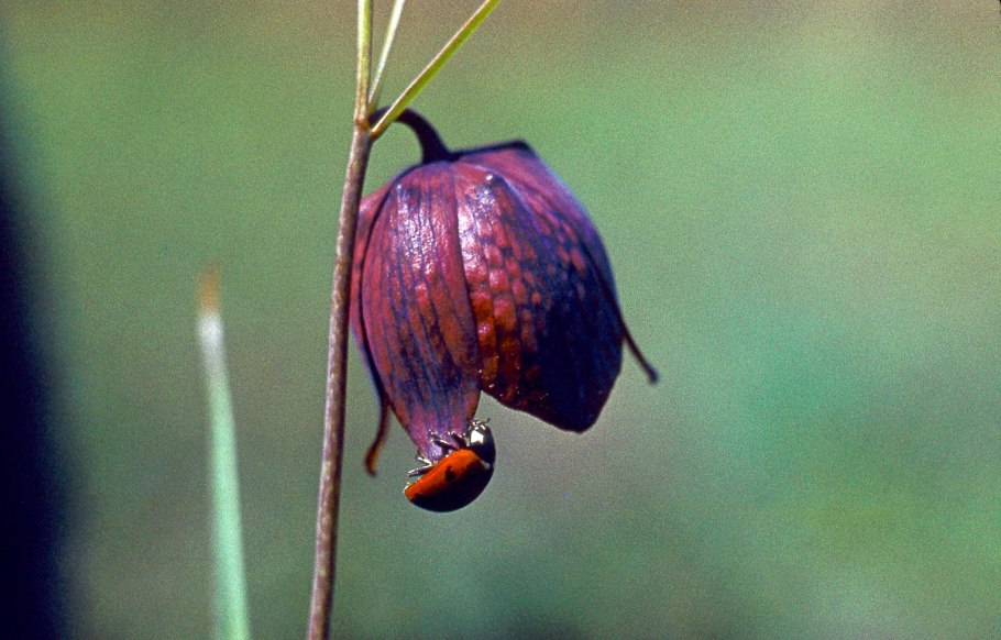 Растение рябчик шахматный