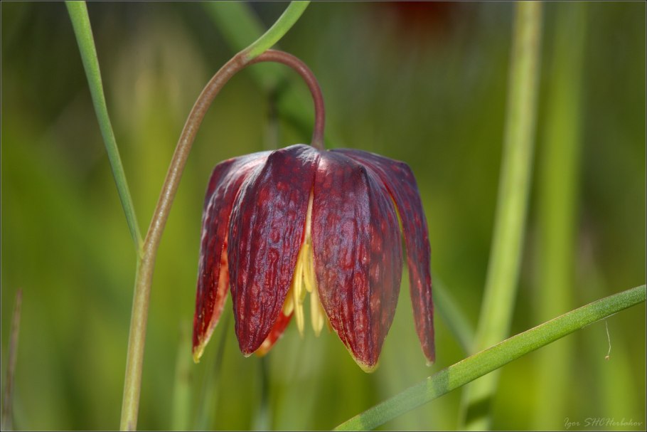 Рябчик Луговой