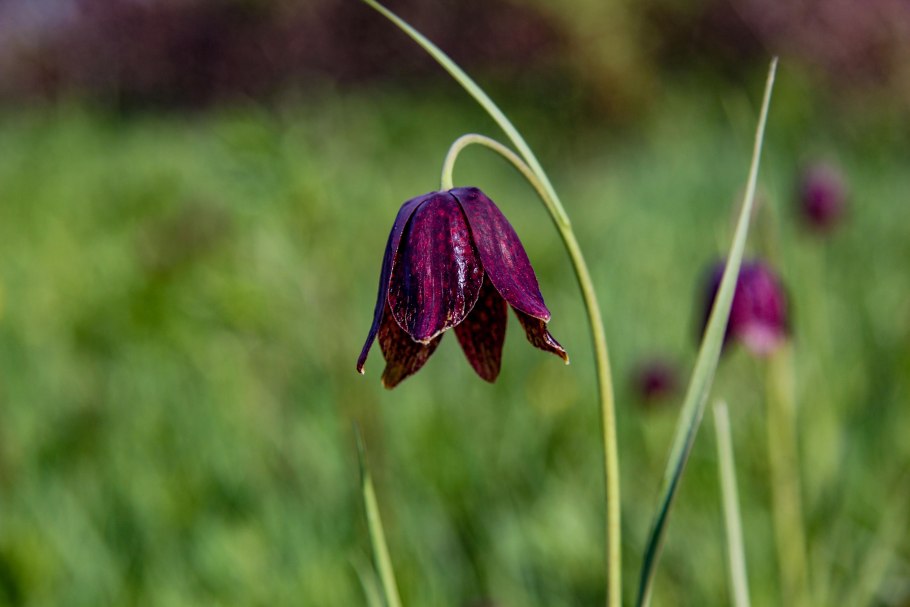 Fritillaria ruthenica
