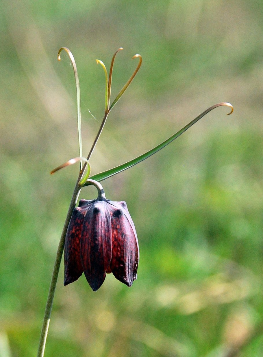 Fritillaria ruthenica