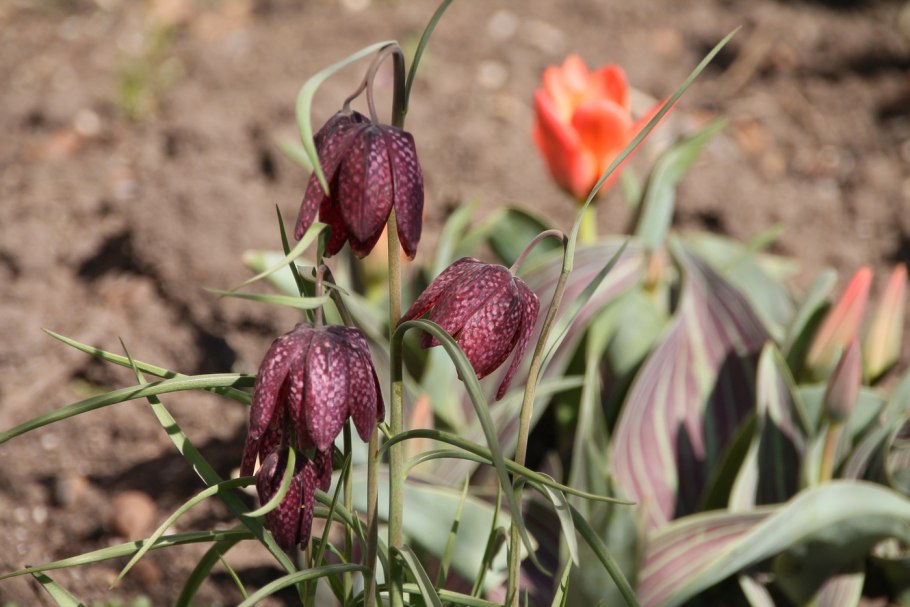 Тюльпан рябчик