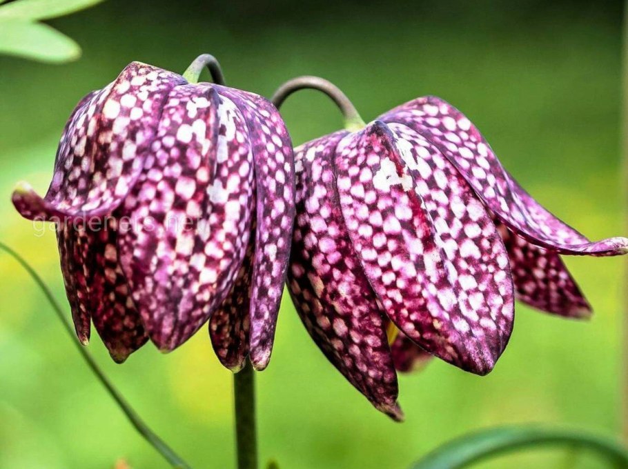 Рябчик Восточный - Fritillaria orientalis Adams.