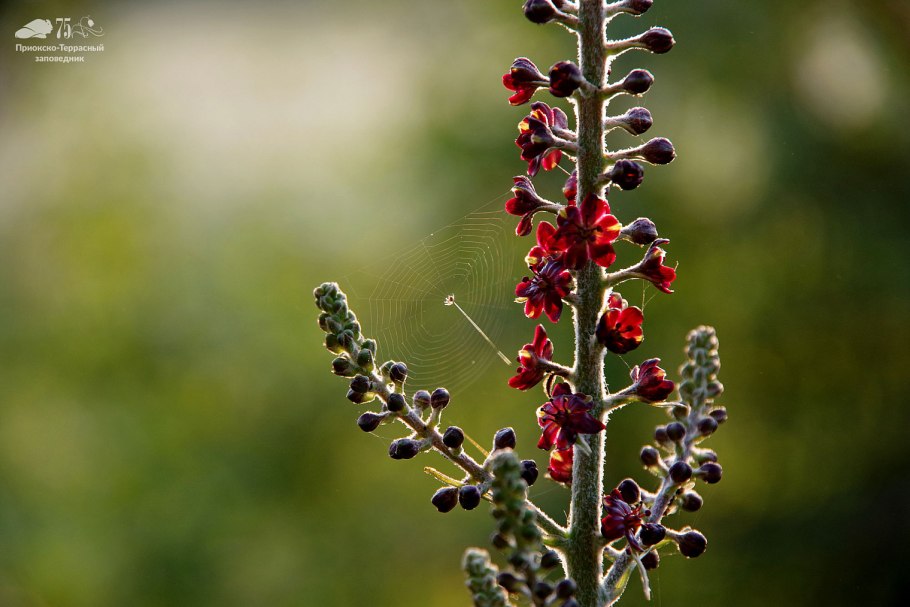 Чемерица черная – Veratrum nigrum l.