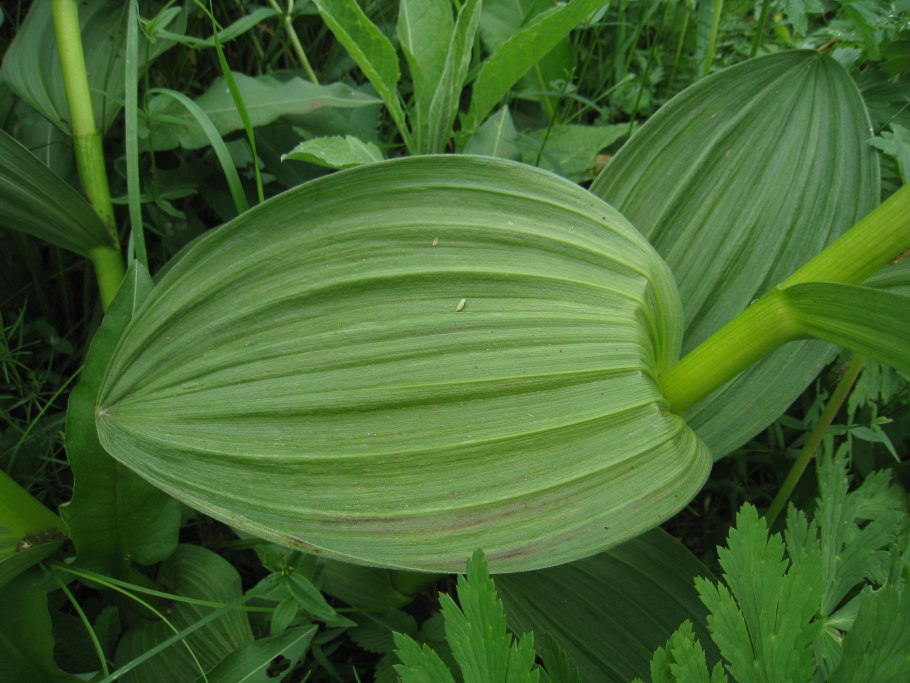 Чемери́ца Лобе́ля Кавказ