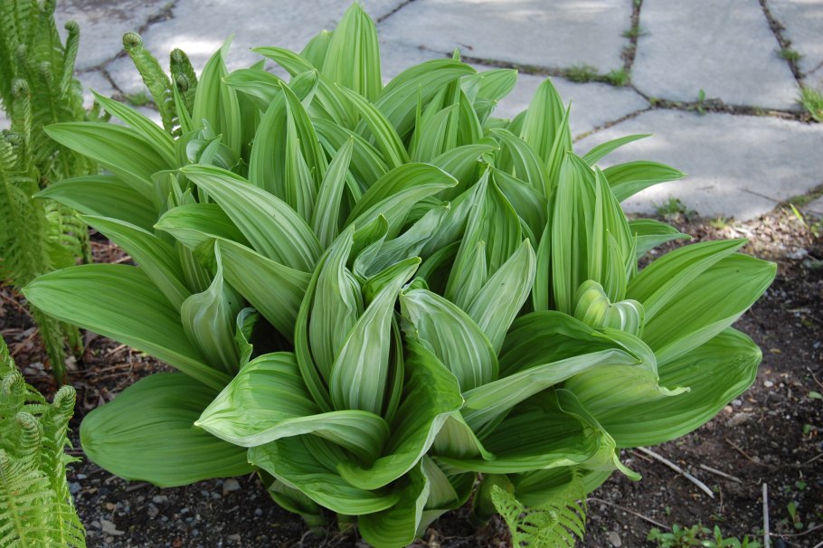 Красная чемерица