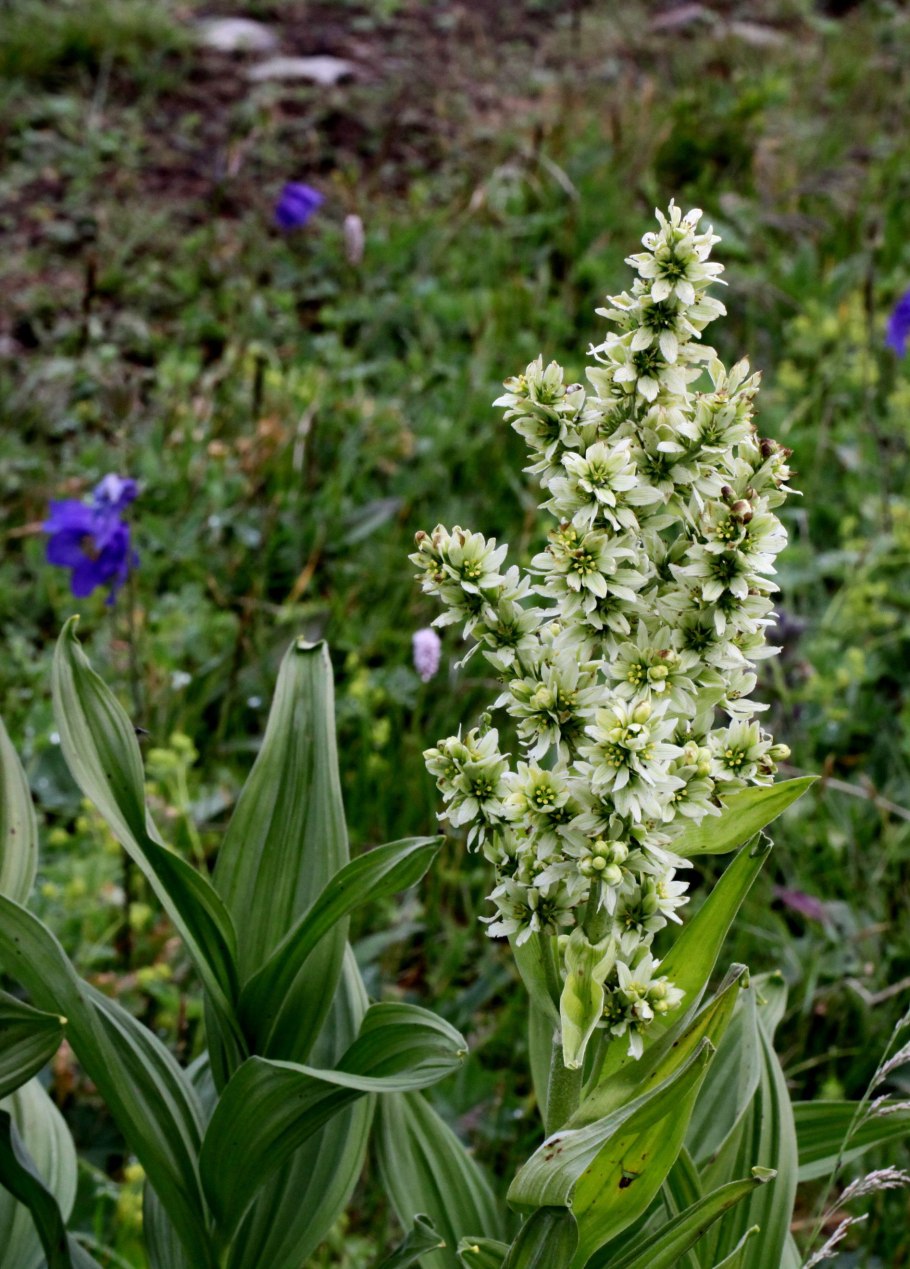 Чемерица Лобеля гербарий