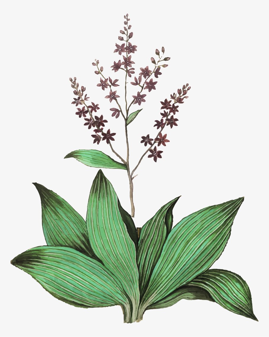 Алкалоиды чемерицы