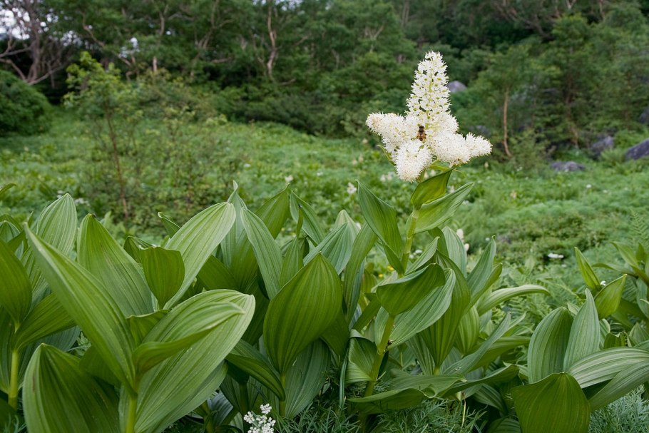Veratrum stamineum