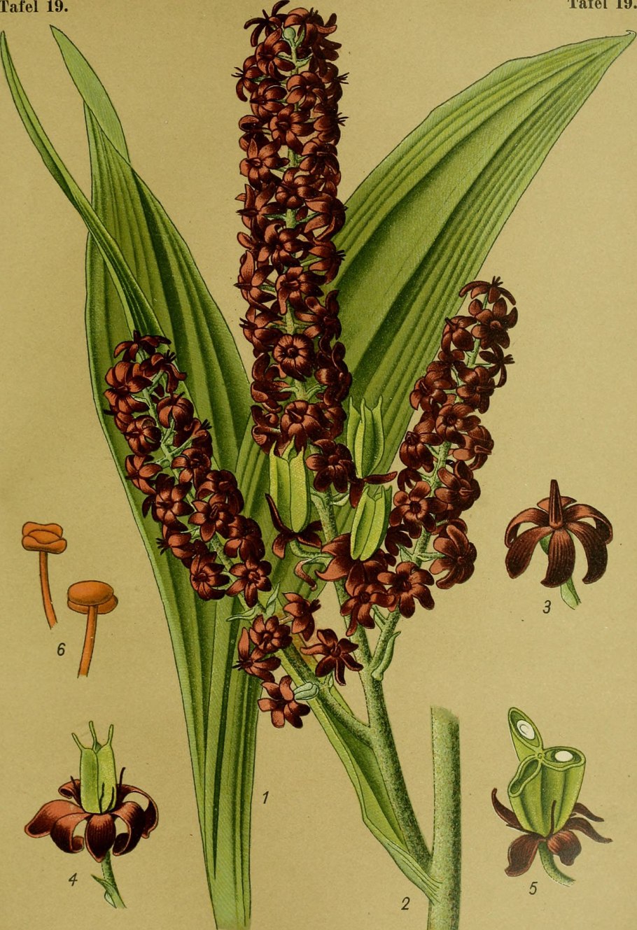Чемерица черная Veratrum nigrum
